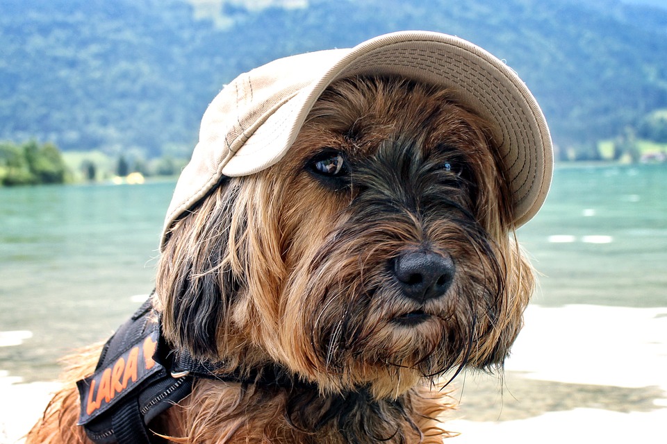 In viaggio con gli animali