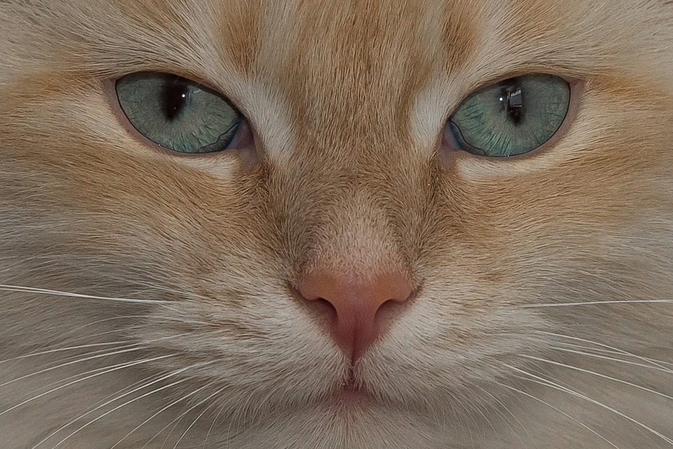 Gentil Gatto è Il Sacro Di Birmania Dolce E Generoso