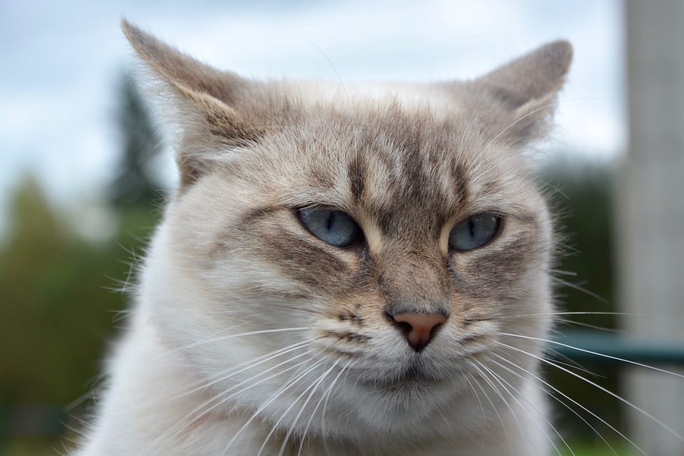 Lavare il gatto prodotti specifici: perché è importante l’uso di detergenti per animali