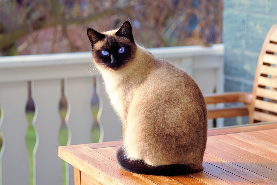 Gatto in calore: è importante evitare che possa scappare