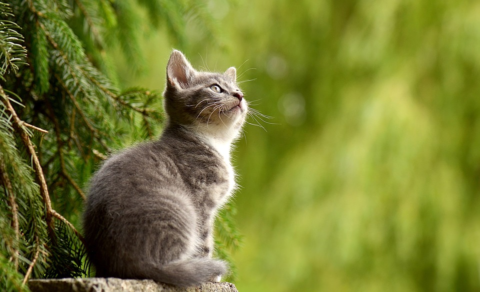 Prevenzione fuga gatto