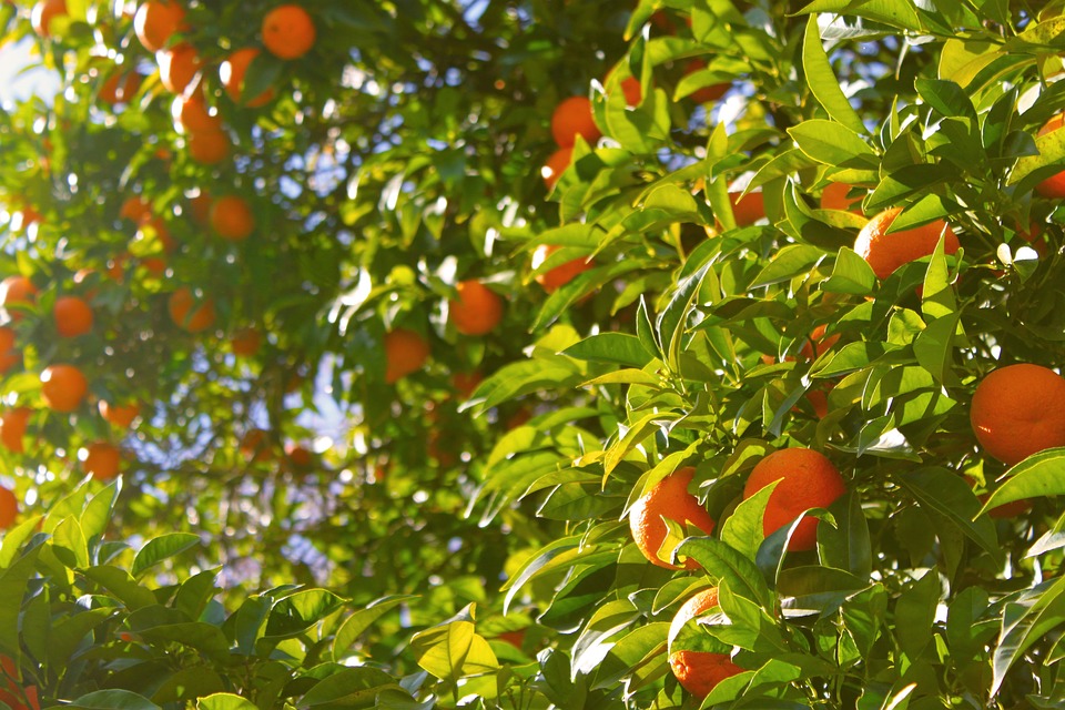 arance albero