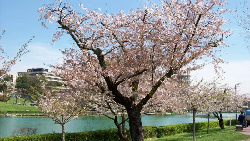 La manifestazione dei Giardini Giapponesi: ecco tutte le informazioni