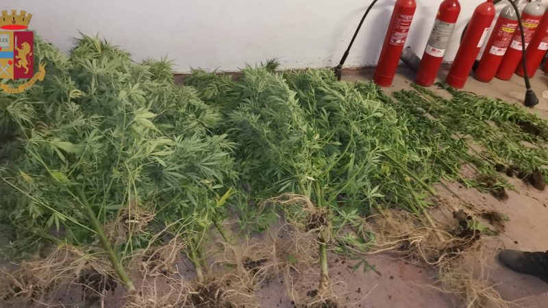 Coltivava 60 piante di marijuana nella propria abitazione: arrestato giovane italiano
