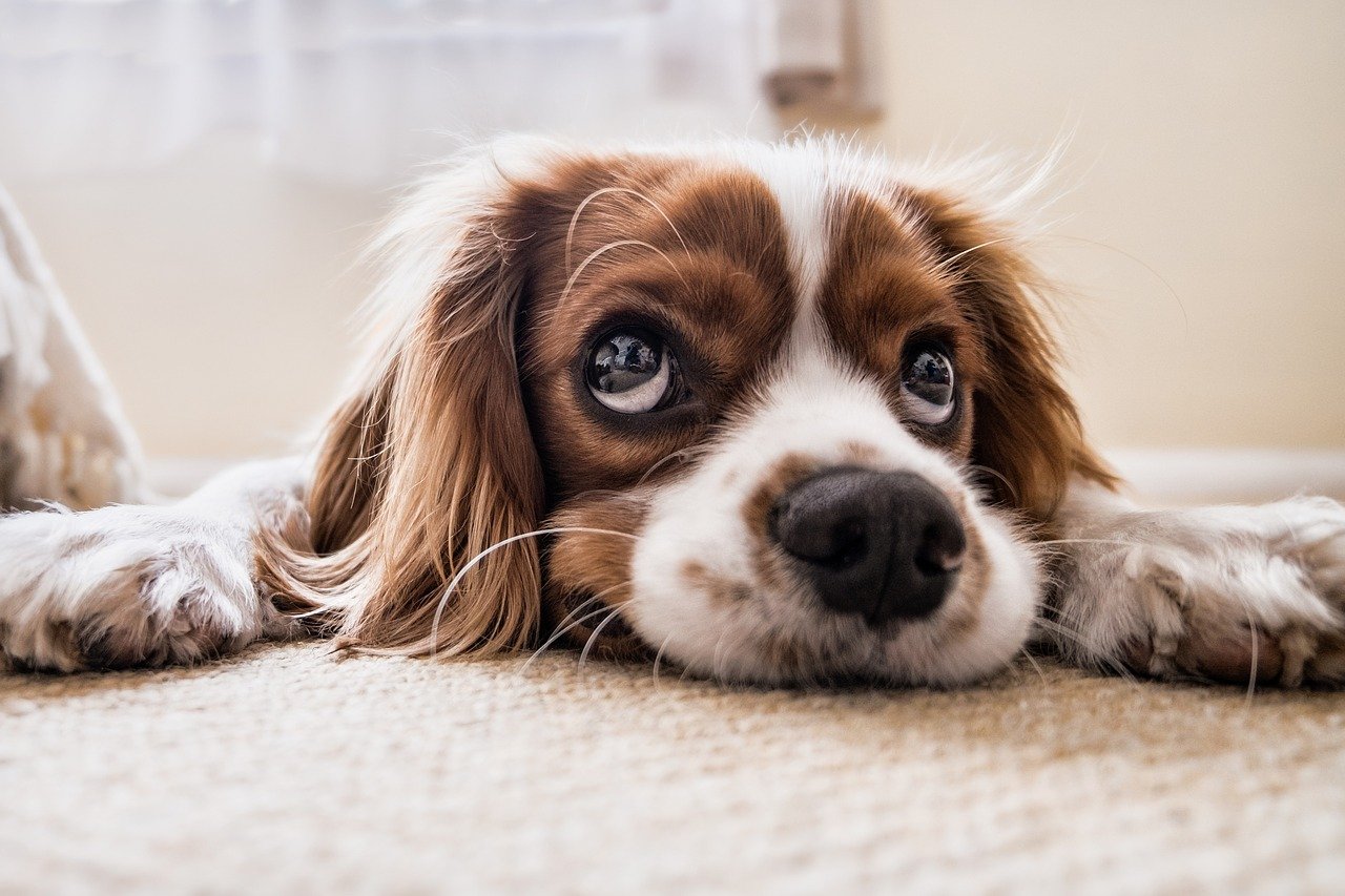 Come aiutare i cani la notte di Capodanno?